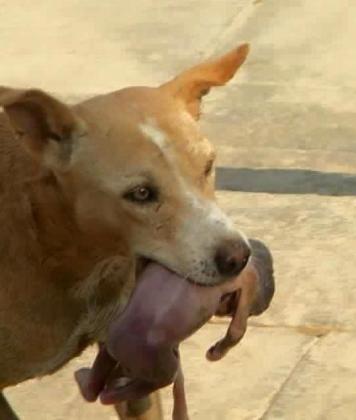 Un perro rescata a un bebé en Brasil