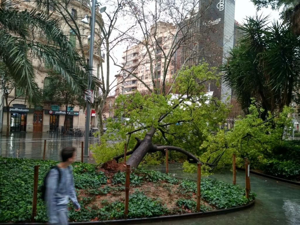 Cae un arbol en la plaza de España