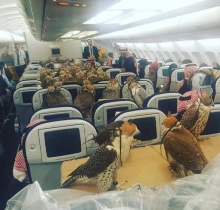 En la imagen, los 80 halcones durante su vuelo en primera clase.